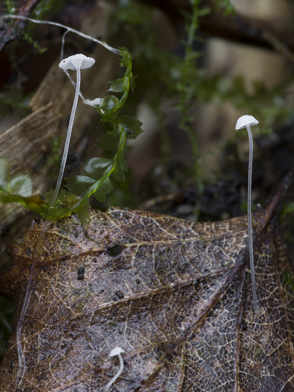 Hemimycena nitriolens